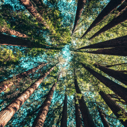 bosco di alberi con cielo