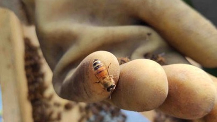 L’Oasi della Biodiversità del Gruppo Cassa Centrale - immagine 3