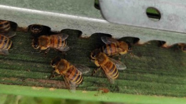 L’Oasi della Biodiversità del Gruppo Cassa Centrale - immagine 7